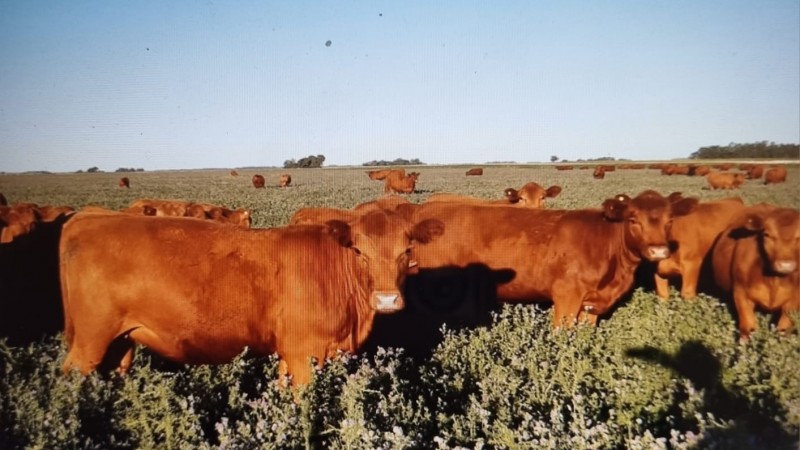 Ciclo completo en sistemas mixtos